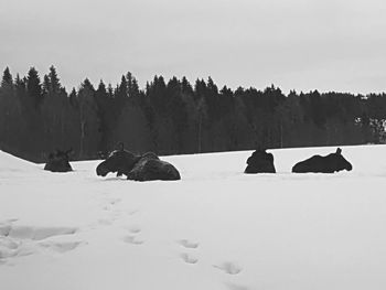 Scenic view of snowy field against sky during winter