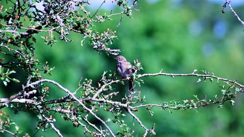 Close-up of bird on branch of tree