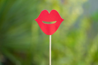 Close-up of red rose on heart shape