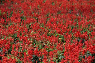 High angle view of red flowers on field