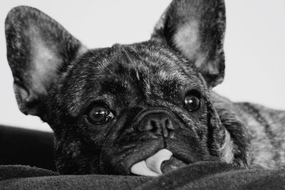 Close-up portrait of a dog