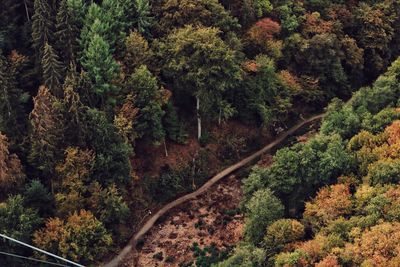 High angle view of trees in forest