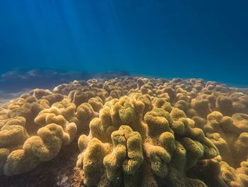 Scenic view of sea and coral