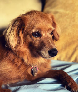 Portrait of dog