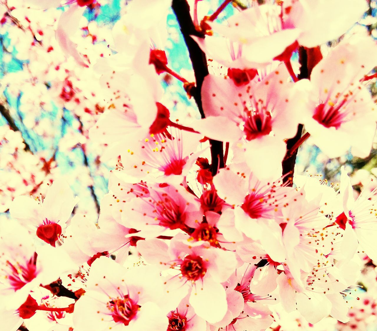 flower, pink color, freshness, fragility, petal, beauty in nature, growth, nature, flower head, pink, branch, close-up, blossom, blooming, low angle view, in bloom, stamen, pollen, full frame, backgrounds