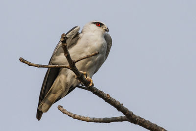 Low angle view of bird perching on branch against sky