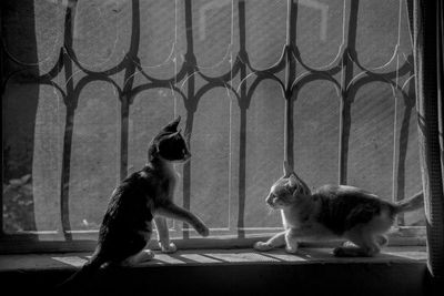 Full frame shot of playing on window sill