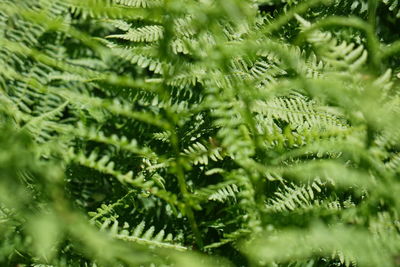 Full frame shot of wet tree leaves