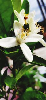 Close-up of white flowering plant