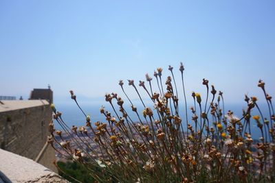 Close-up of plants against clear blue sky