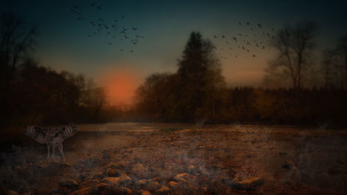 Birds flying over trees during sunset