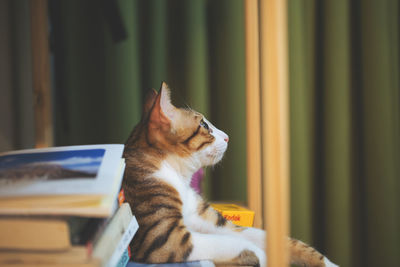 Close-up of a cat looking away