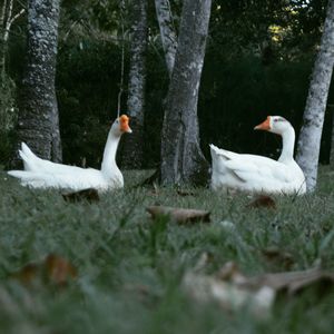 White swans in lake