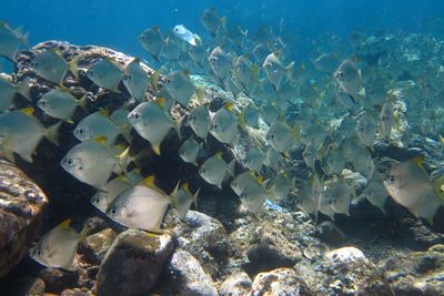 Fish swimming in sea