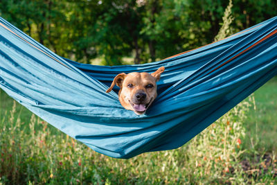 Lazy cute funny dog is resting in hammock on the nature. relaxing time for dog on summer vacation.