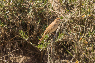 Bird perching on a tree