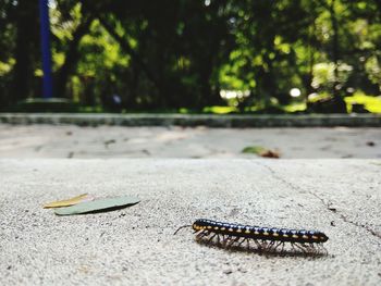 Close-up of butterfly on the road