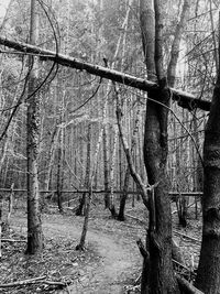 Bare trees in forest