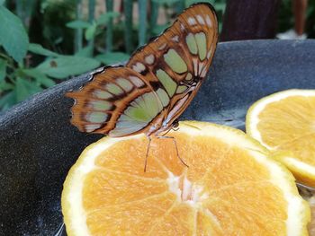 Close-up of orange fruit