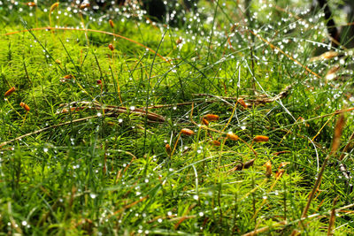 Close-up of wet mushroom growing on field