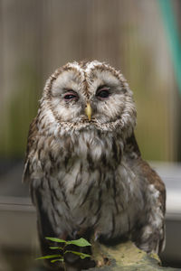 Close-up portrait of owl