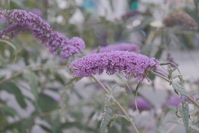 Close-up of purple flowering plant