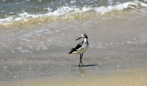 Bird on beach