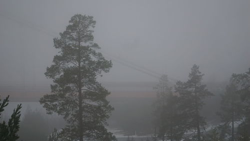 Low angle view of silhouette trees against sky during winter