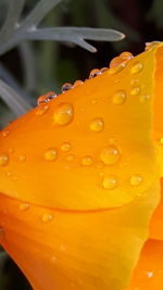 Close-up of water drops on yellow flower