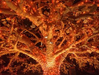 Low angle view of illuminated tree at night