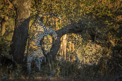 View of cats in forest