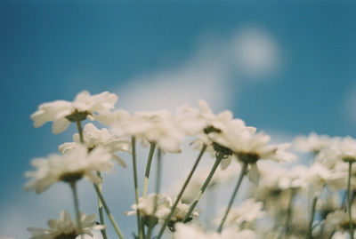 Close-up of white flowering plants against sky