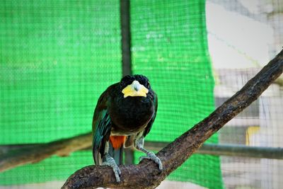 Great barbet perching on the branch at zoo