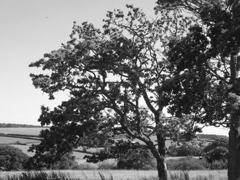 Low angle view of trees against clear sky