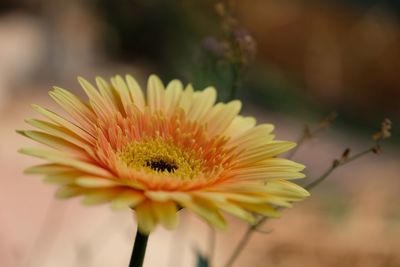 Close-up of yellow flower