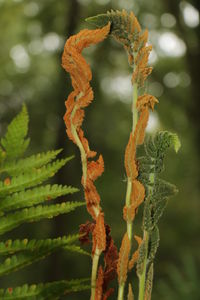 Close-up of fern growing on land