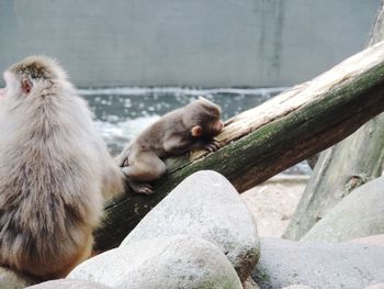 Close-up of monkey sitting on rock