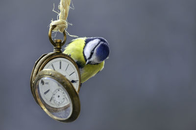 Close-up of bird perching on metal