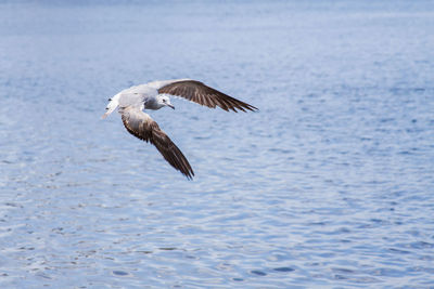 Bird flying over sea