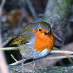 Close-up of bird perching outdoors
