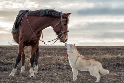 Horse standing on field