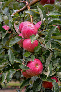 Close-up of apple growing on tree