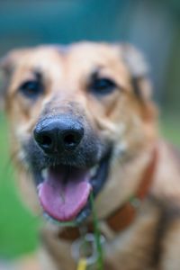 Close-up portrait of a dog