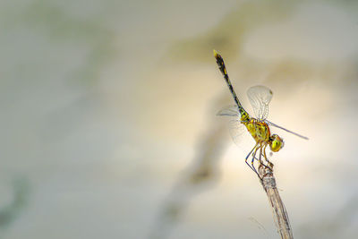 Close-up of dragonfly on plant