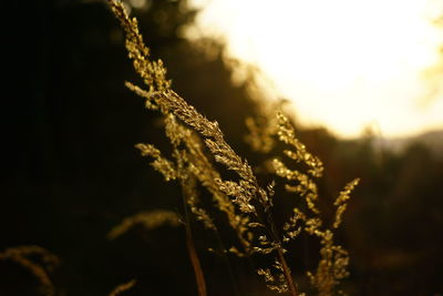 Close-up of wheat growing on field