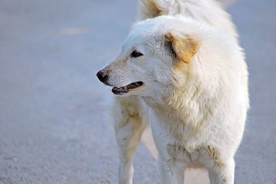 Dog looking away