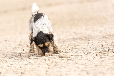 Portrait of dog on sand