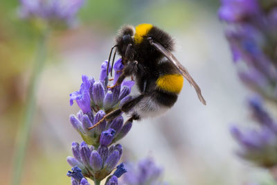 Close-up of bumblebee pollinating on purple flower buds