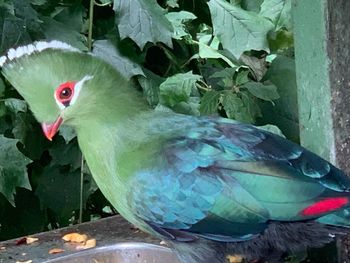 Close-up of parrot