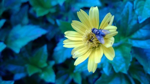 Close-up of bee on yellow flower